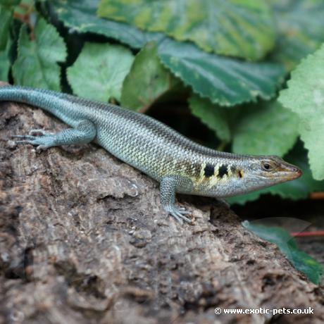 Rainbow Skink