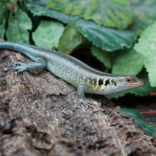 Rainbow Skink (Mabuya margaritifer)