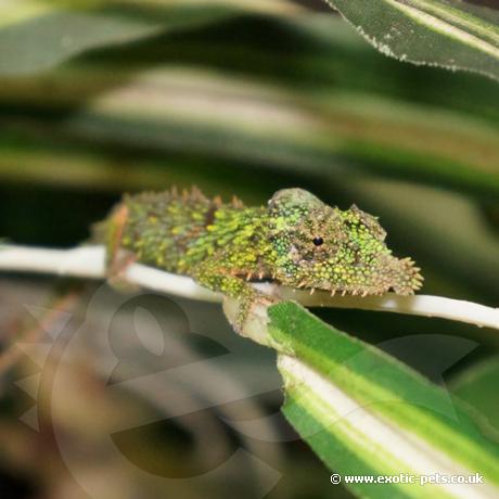 Rosette Nosed Pygmy Chameleon