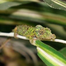 Rosette Nosed Pygmy Chameleon (Rhampholeon spinosum)