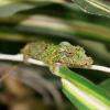 Rosette Nosed Pygmy Chameleon - Green colour photo
