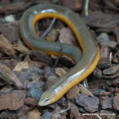 Percivals Legless Skink