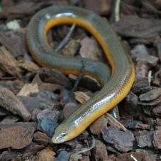 Percivals Legless Skink (Acontias percivali)