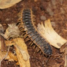 Dooryard Snowbug (Rhododesmus mastophorus mastophorus)