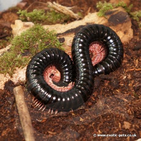 Glossy Black Millipedes