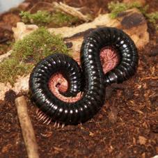 Glossy Black Millipedes (Dendrostreptus macracanthus)