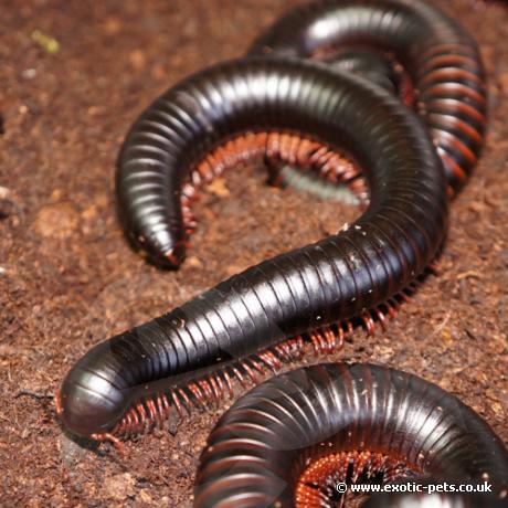 African Giant Black Millipedes - Archispirostrenptus gigas