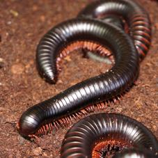 African Giant Black Millipedes (Archispirostreptus gigas)