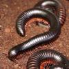 African Giant Black Millipedes - Archispirostrenptus gigas photo