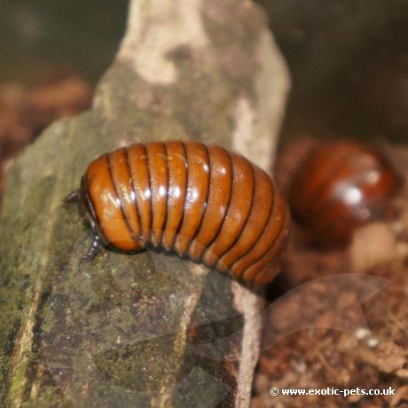 Tanzanian Pill Bug Millipedes