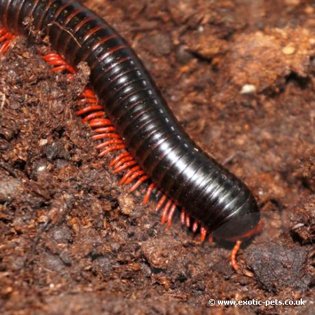 Red-legged Millipede