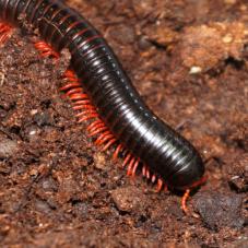 Red-legged Millipede (Ephibolus pulchripes)