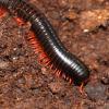 Red-legged Millipede - Ephibolus pulchripes photo
