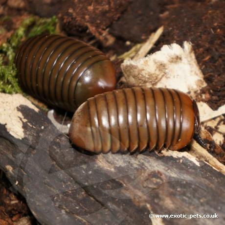 Green Thai Pill Bug