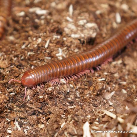 Purple-legged Millipedes