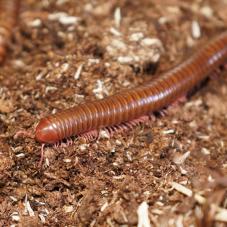 Purple-legged Millipedes (Spirostreptus hamatus)