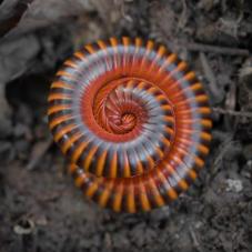 Siamese Pointy-tailed (Thyropygus allevatus uncinatus)