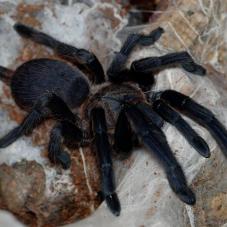 Asian Smokey Earth Tiger (Chilobrachys dyscolus)