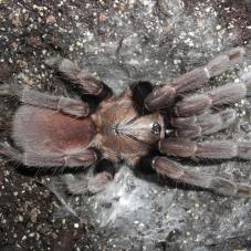 Lesser Goa Mustard (Thrigmopoeus truculentus)