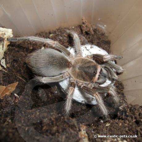 Dominican Stripe Knee - Cyrtopholis cursor (on eggsac)
