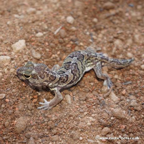 African Clawed Gecko