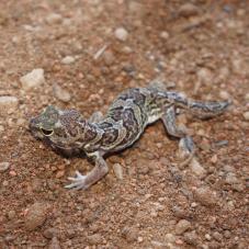 African Clawed Gecko (Holodactylus africanus)