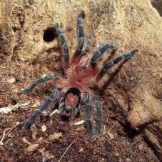 Bolivian Dwarf Beauty (Cyriocosmus perezmilesi)