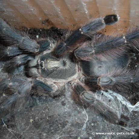 Ghost Tree Spider