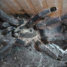 Ghost Tree Spider (Tapinauchenius latipes)