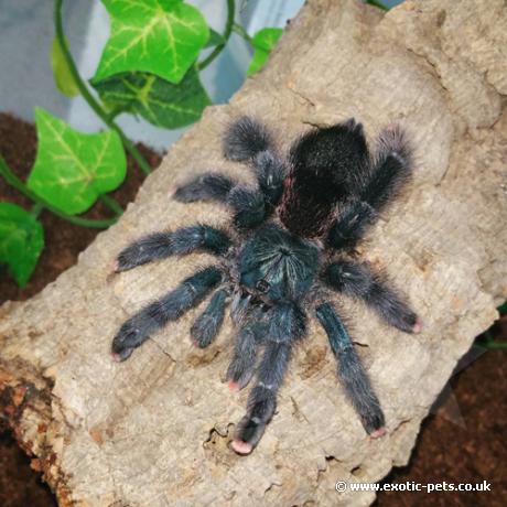 Guyana Pink Toe Tarantula