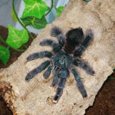 Guyana Pink Toe Tarantula (Avicularia avicularia)