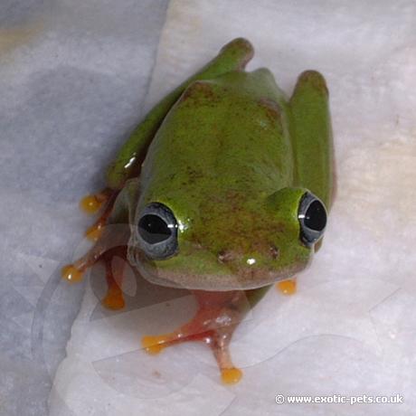 African Reed Frog smiling