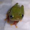 African Reed Frog smiling photo