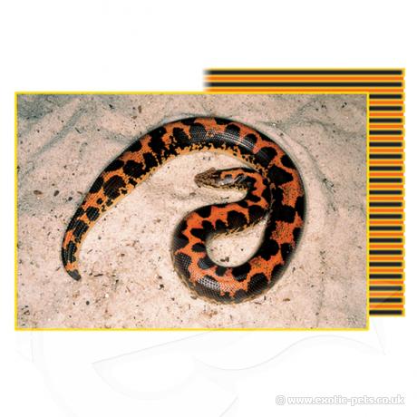 Exo Terra Desert Mat with snake