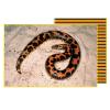 Exo Terra Desert Mat with snake photo