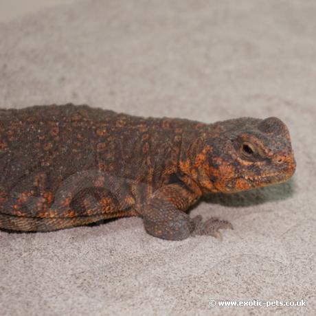 Saharan Uromastyx