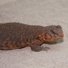 Saharan Uromastyx (Uromastyx geyri)