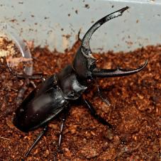 Stag Beetles (Various)