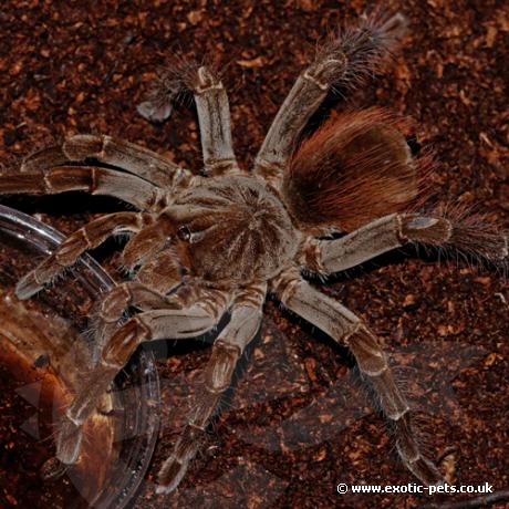 Brown Velvet Birdeater