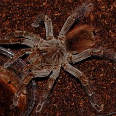 Brown Velvet Birdeater (Megaphobema velvetosoma)