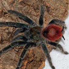 Flame Rump Tree Spider (Thrixopelma ockerti)