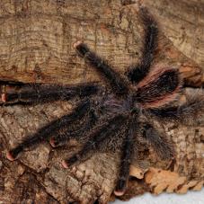 Peru Purple Pink Toe  (Avicularia sp. )