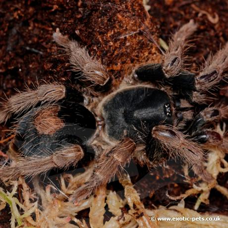 Peruvian Dwarf Beauty