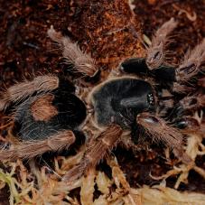 Peruvian Dwarf Beauty (Cyriocosmus bertae)