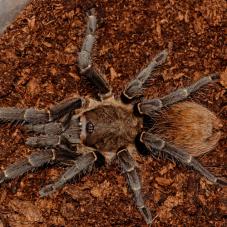 Rusty Birdeater (Acanthoscurria ferina)