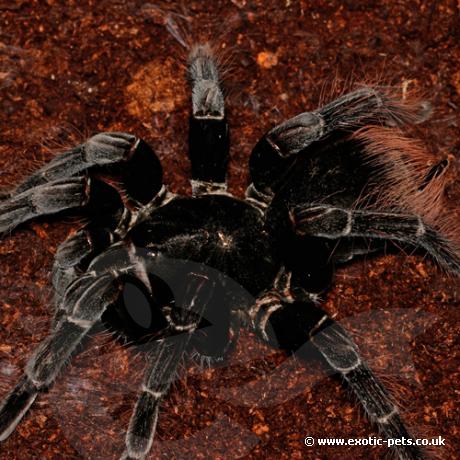 Steely Blue Birdeater 