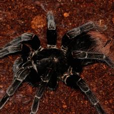 Steely Blue Birdeater (Pamphobeteus antinous )