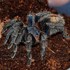 Sapphire Red Rump (Thrixopelma cyaneolum)