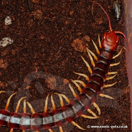 Peruvian Giant Centipede - Scolopendra gigantea (White Leg Form)
