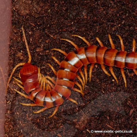 Peruvian Giant Centipede